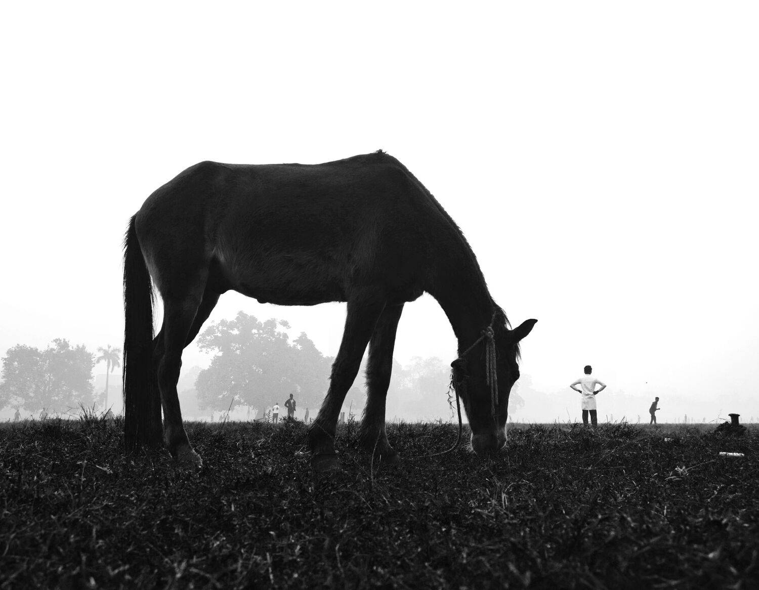 Foggy Morning