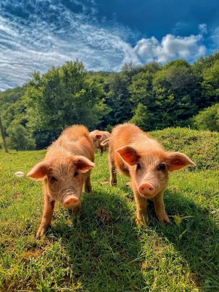 Photograph by Москаленко Елена