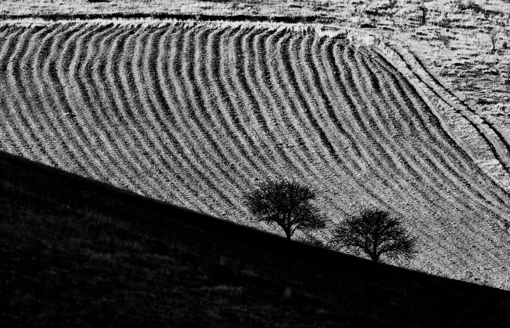 Photograph by syamak azarbad