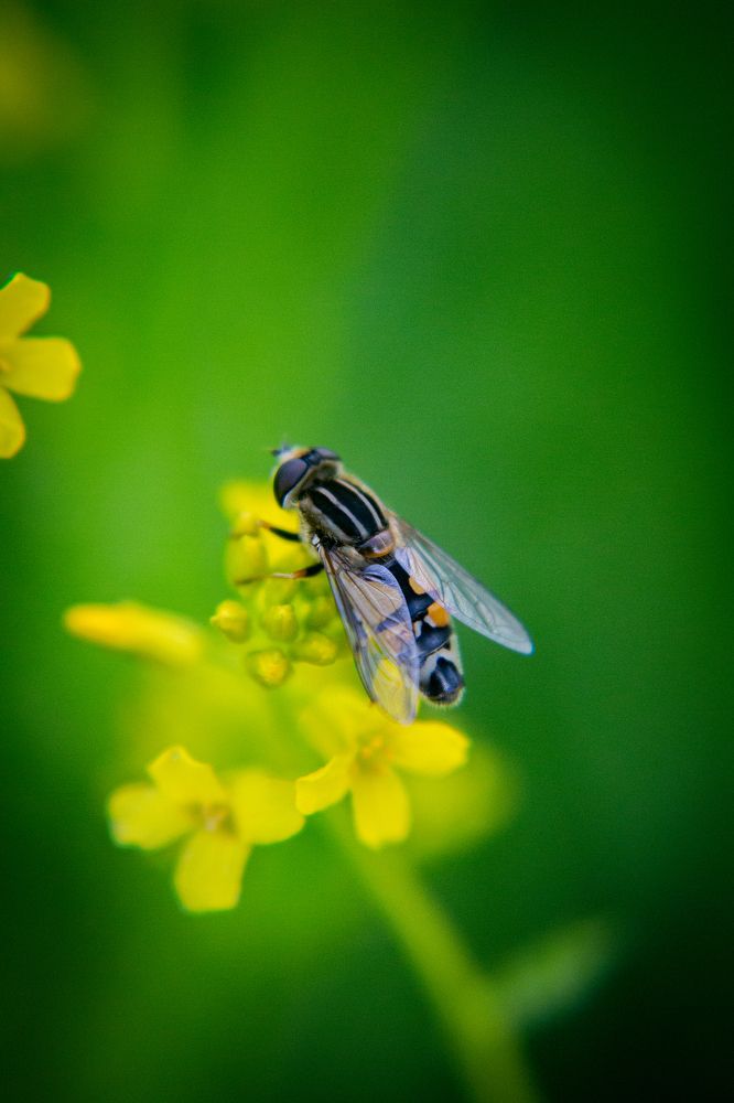 Все любят нектар
