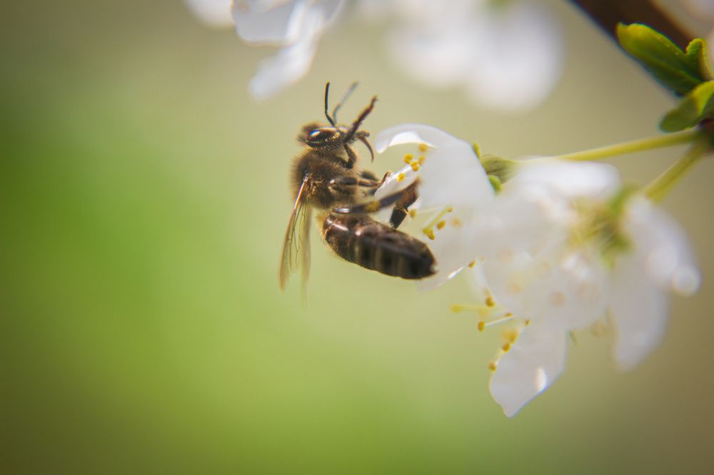 Маленькая пчелка