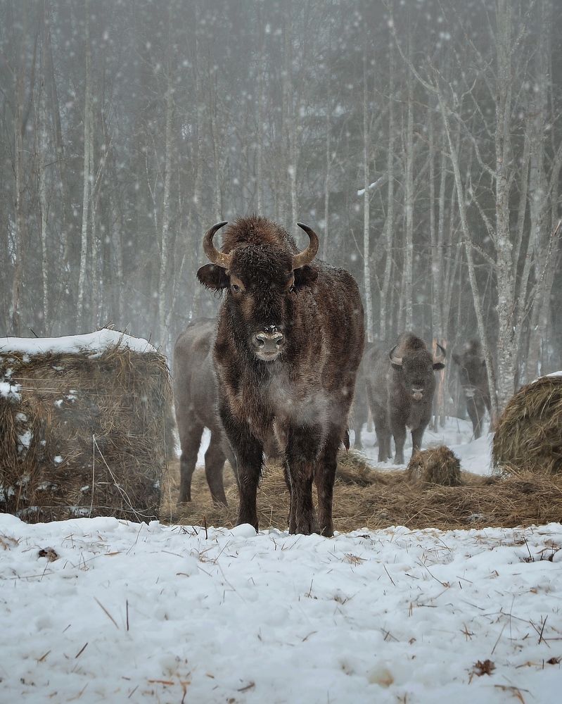 Photograph by Сергей Протасов