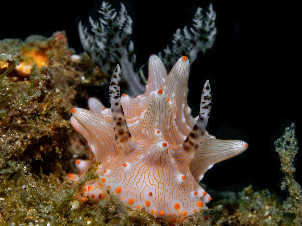 Nudi Dream