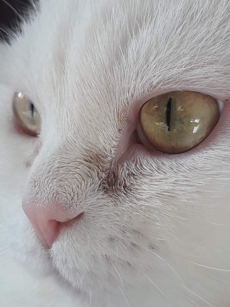 Кот Юстас.