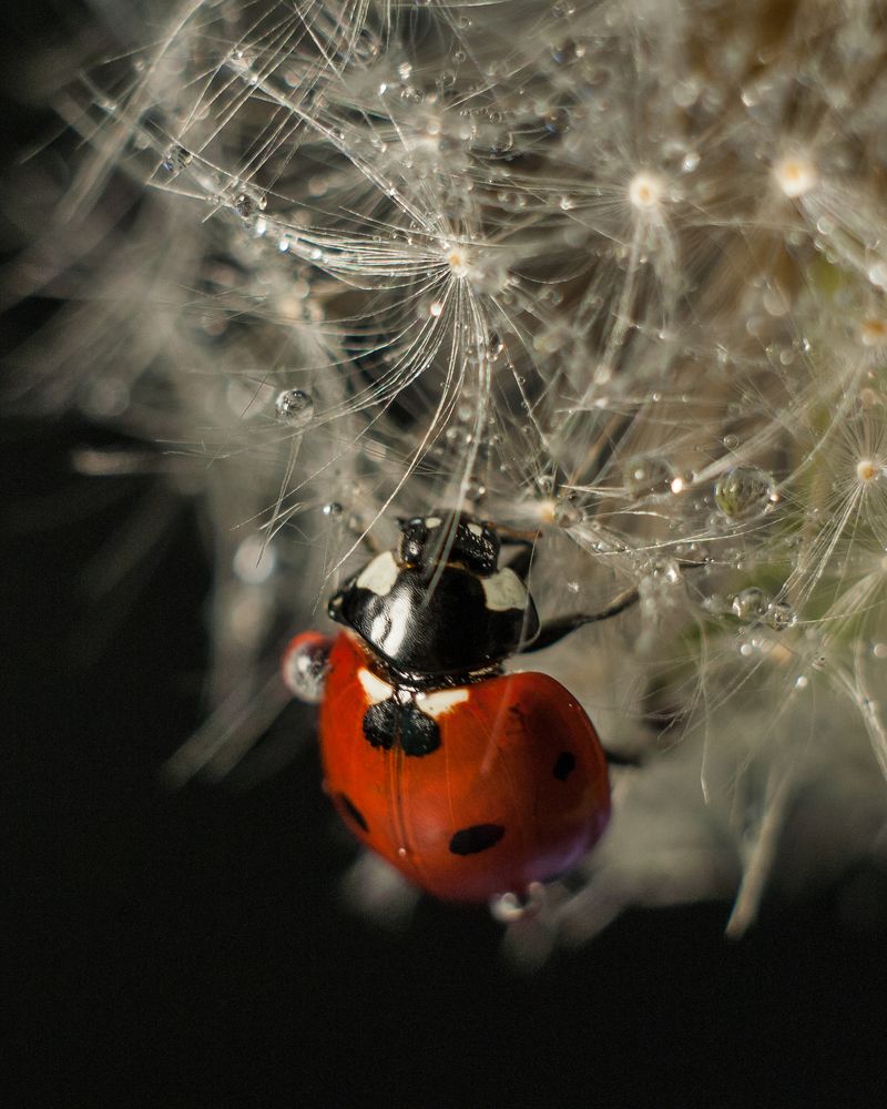 Photograph by Динара Зуйкова