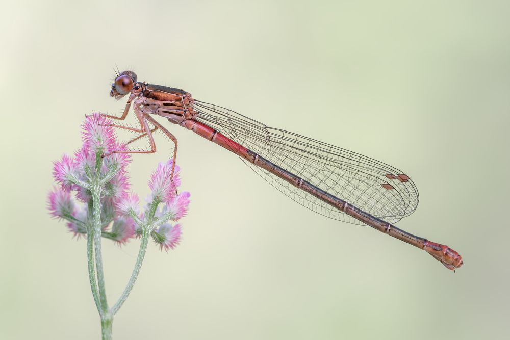 Photograph by Massimo Tamajo