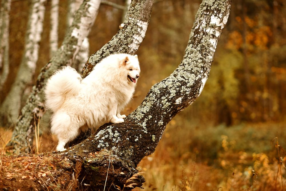 Photograph by Анастасия Алексеева