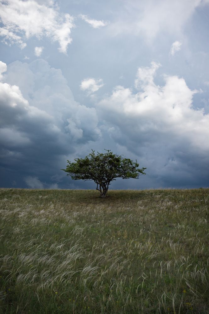 Фотография автора Евгений Петросян