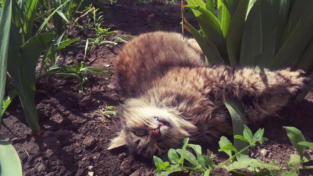 Любительница цветов