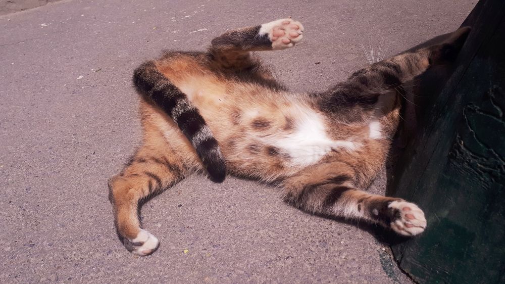 Кошачья грация