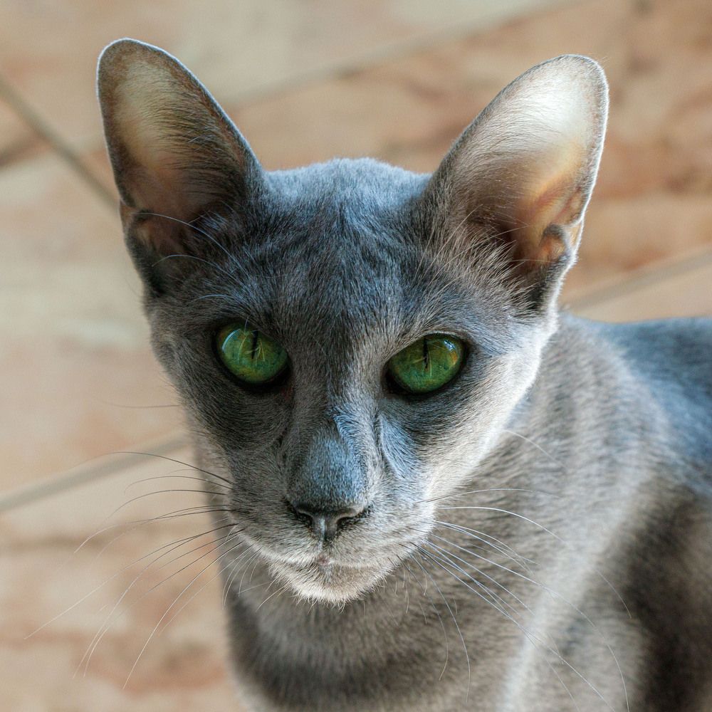 Photograph by Григорий Аспиотис