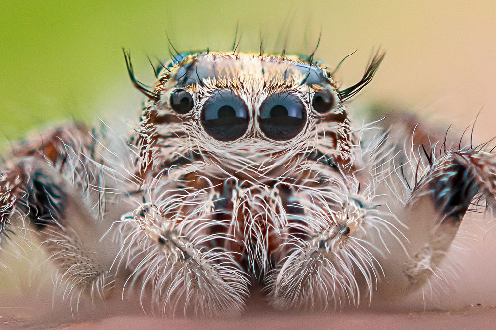 Hyllus Diardi Portrait