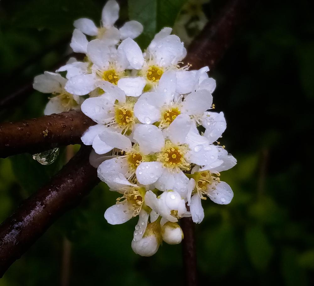 Photograph by Юлия Чиботарь