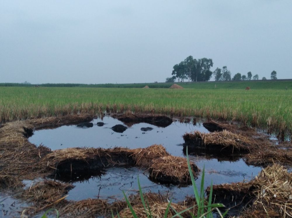 Photograph by Shyam Saha