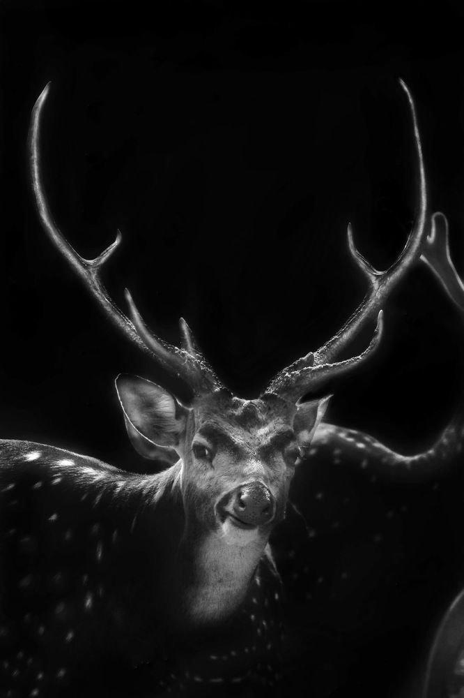 Photograph by DIBAKAR ROY