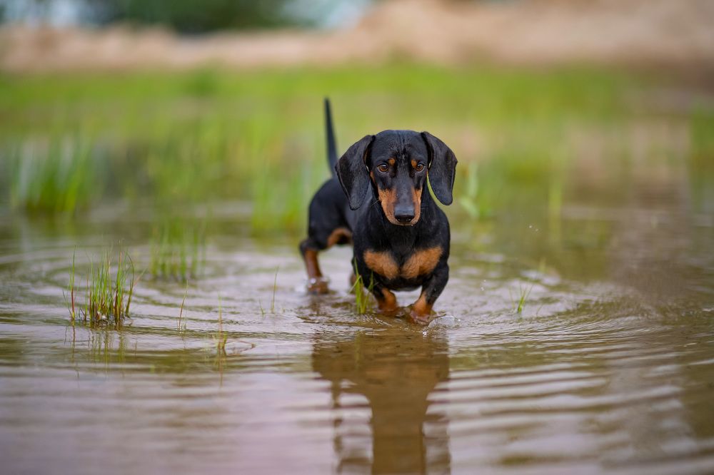 Фотография автора Александр Кременицкий