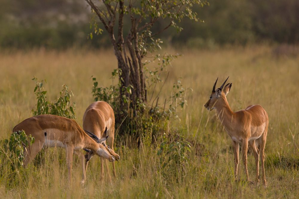 Photograph by Ольга Петруша