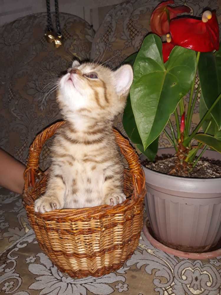 Photograph by Валентина Кимкина
