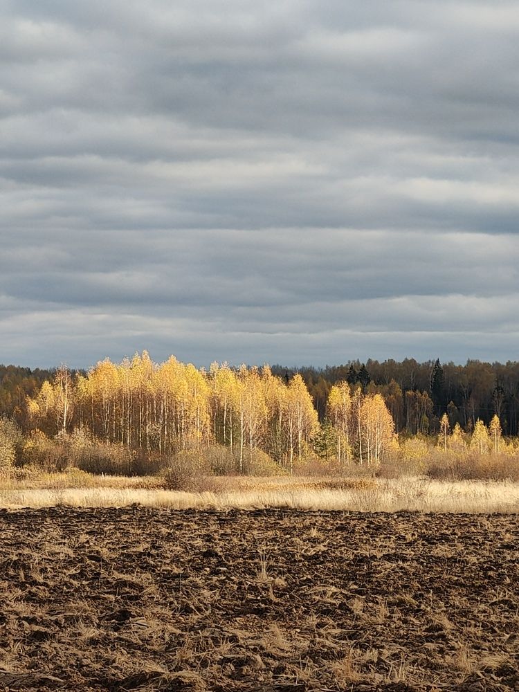 Осень среди полей России.