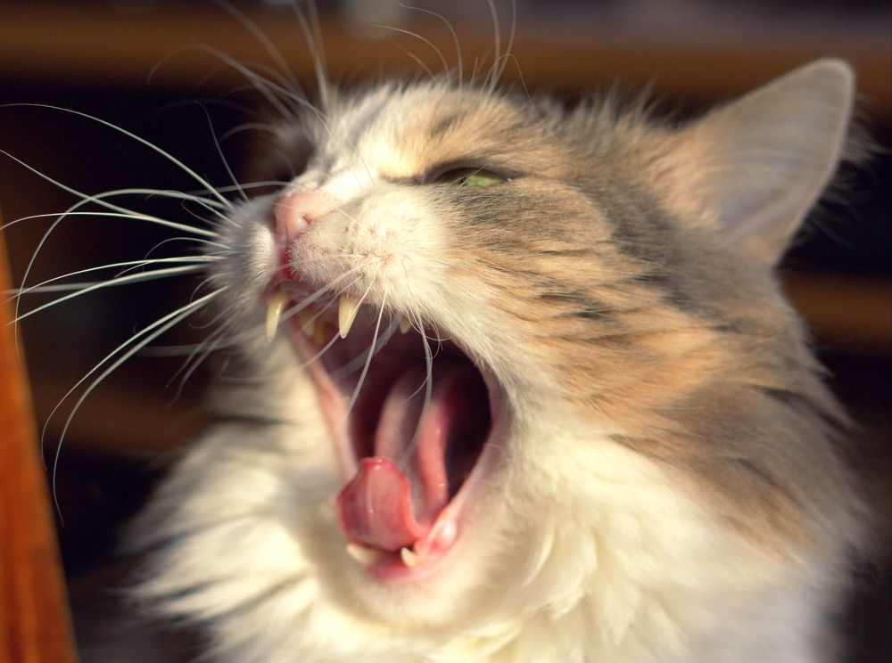 Свободу попугаям!