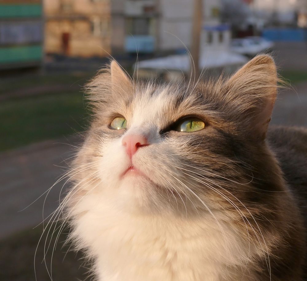 Высоко летят!