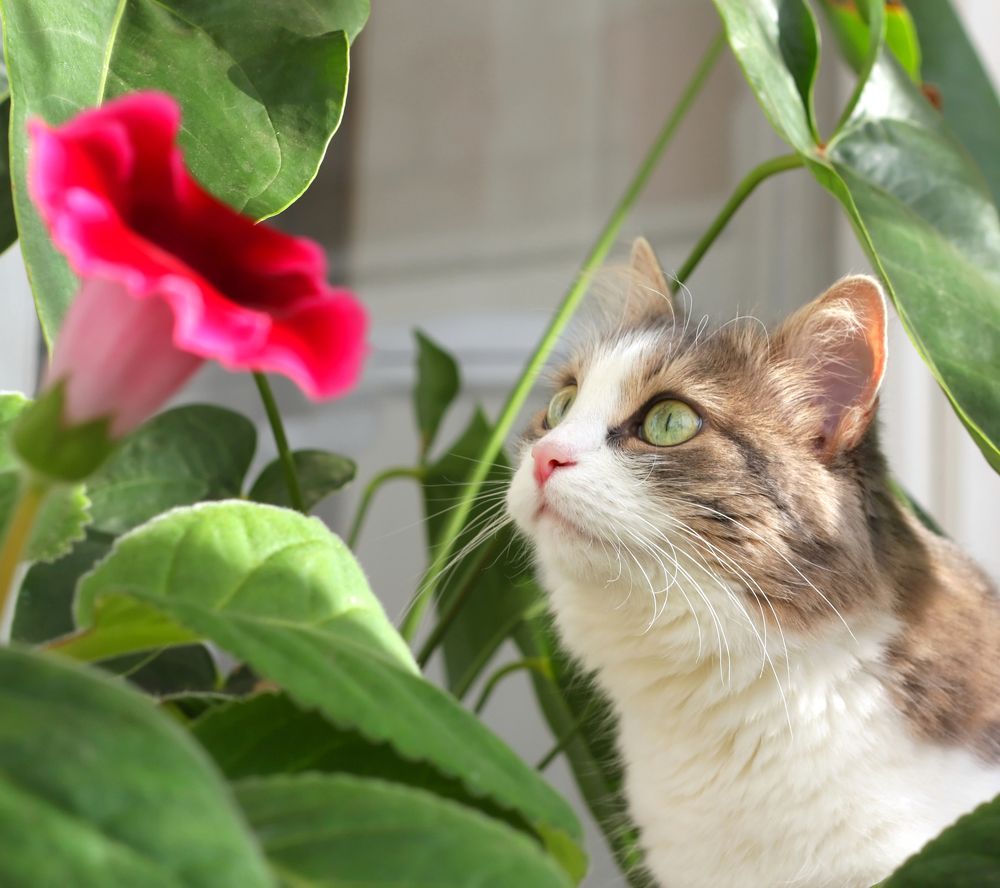 В домашних джунглях