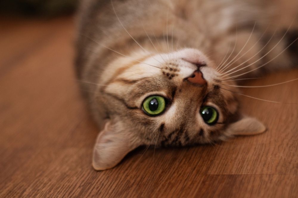 Photograph by Дарья Пузырёва