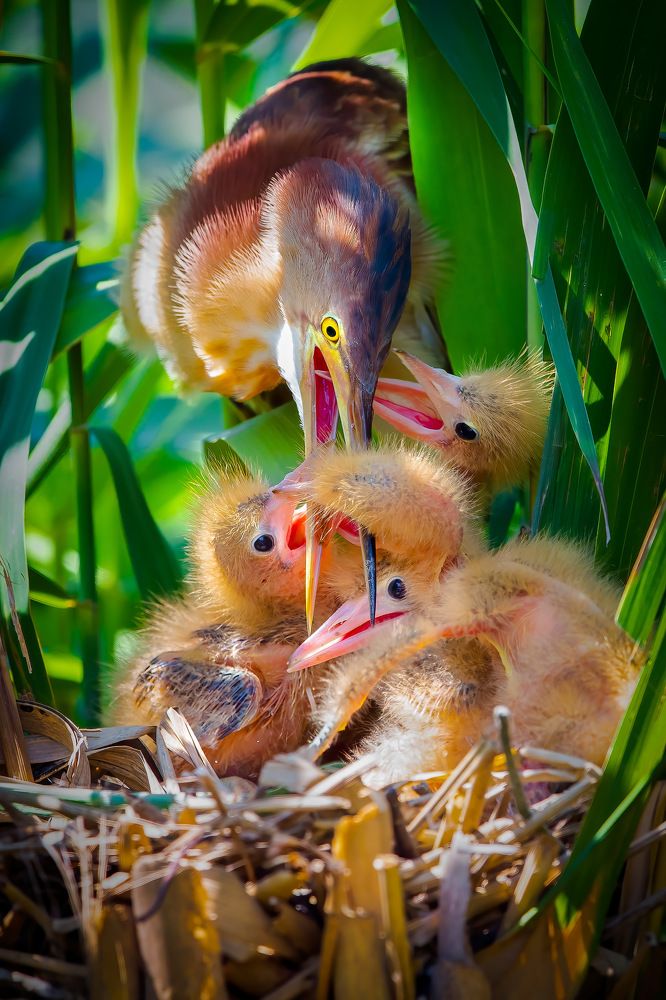 Photograph by Rin Võ