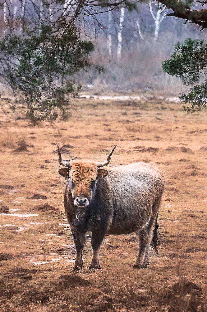 Фотография автора Viaceslavas Bazykas