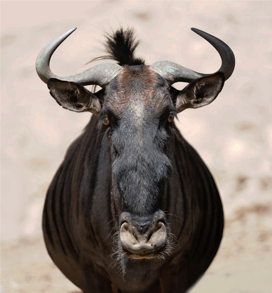 Фотография автора Raed Victor Saad