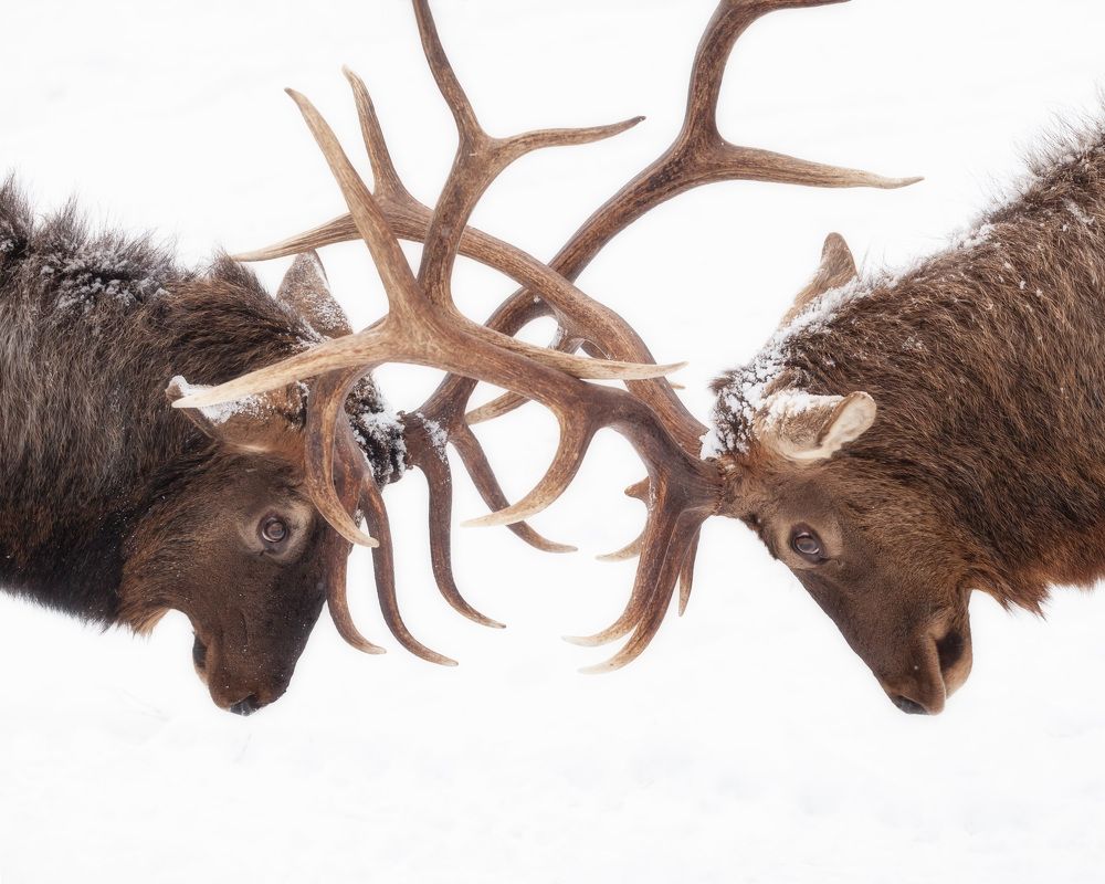 Фотография автора Игорь Филимонов