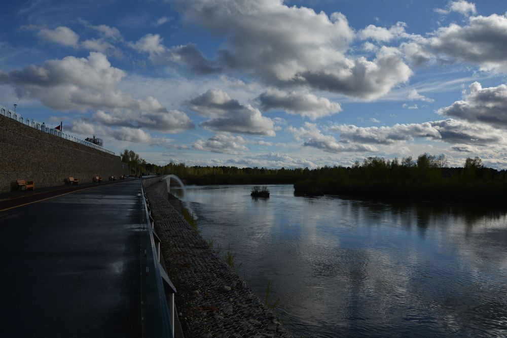 Белогривые лошадки