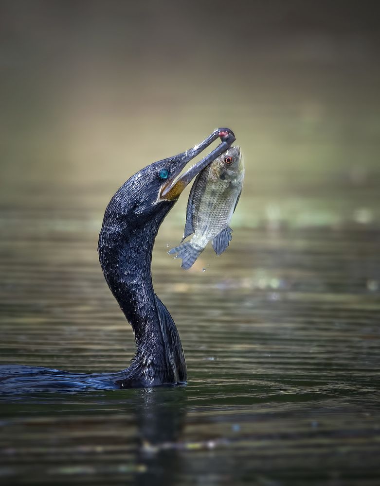 Photograph by André Inidio