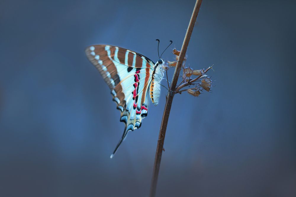 Photograph by Hemraj Chavhan A