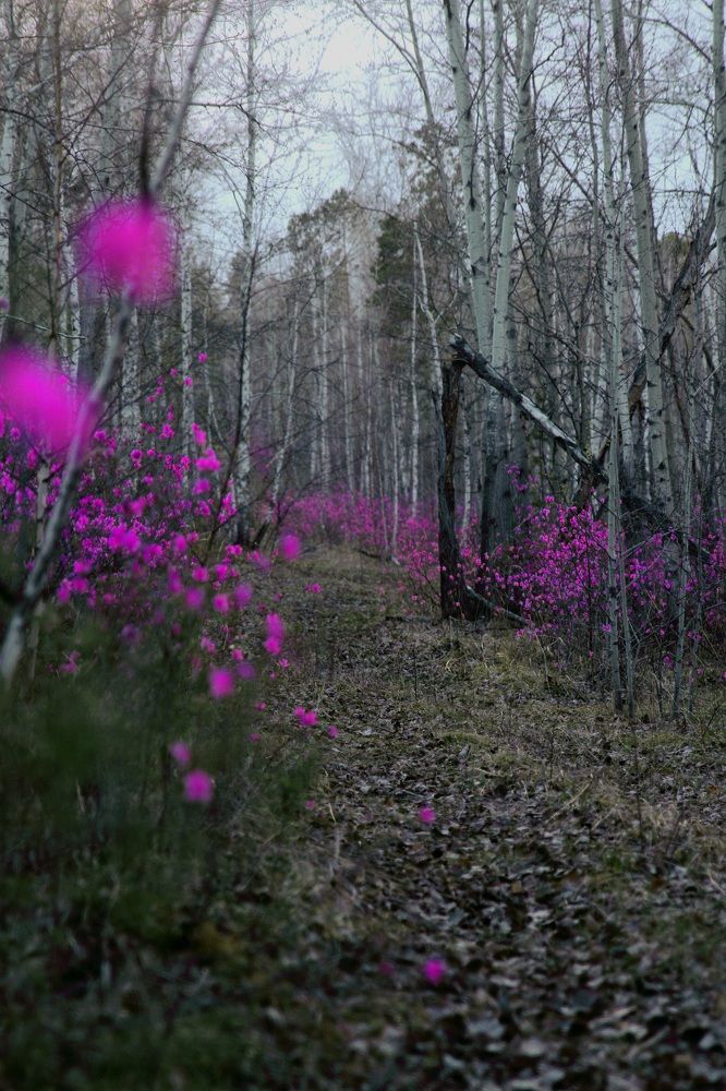 Photograph by Алёна Литвинцева