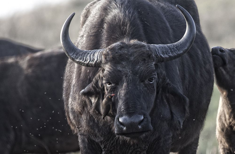 Фотография автора Anne-Marie Vermaat