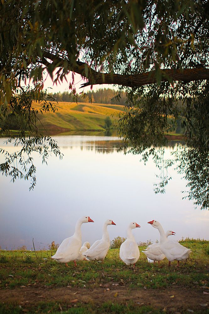 Photograph by Олеся Кучерова