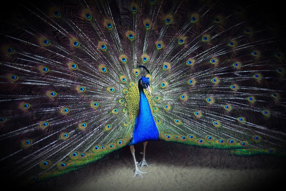 Photograph by Ирина Сушко