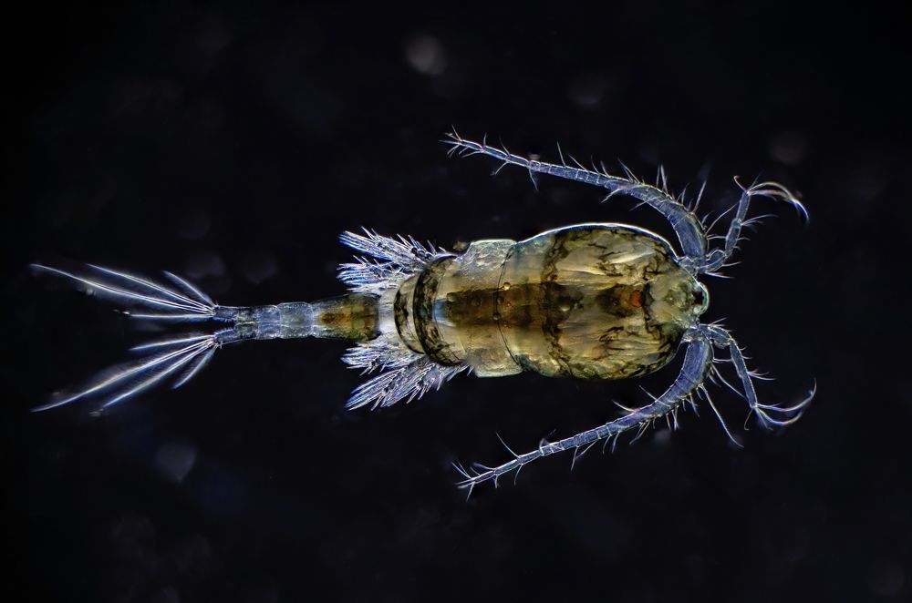 Copepod