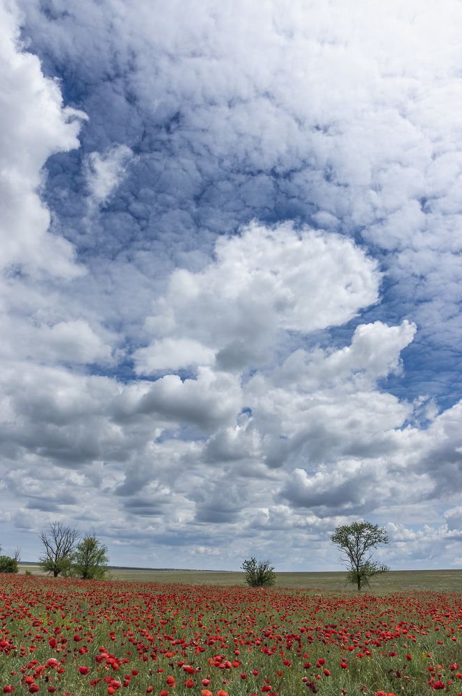 Крымские маки