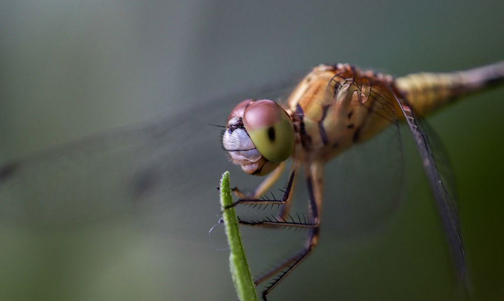 Photograph by Ninan John