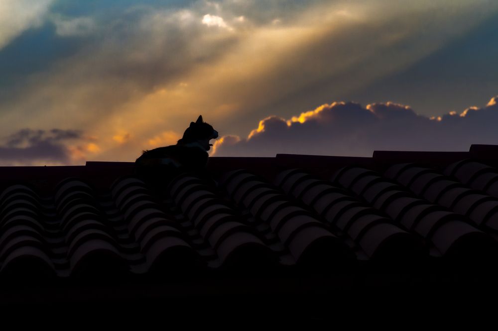 Photograph by Carla Salanova