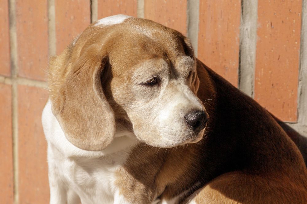 Photograph by Carla Salanova