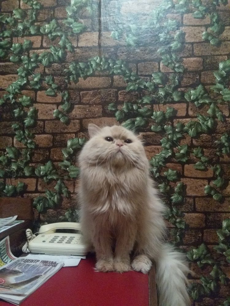 Photograph by Денис Сударчиков