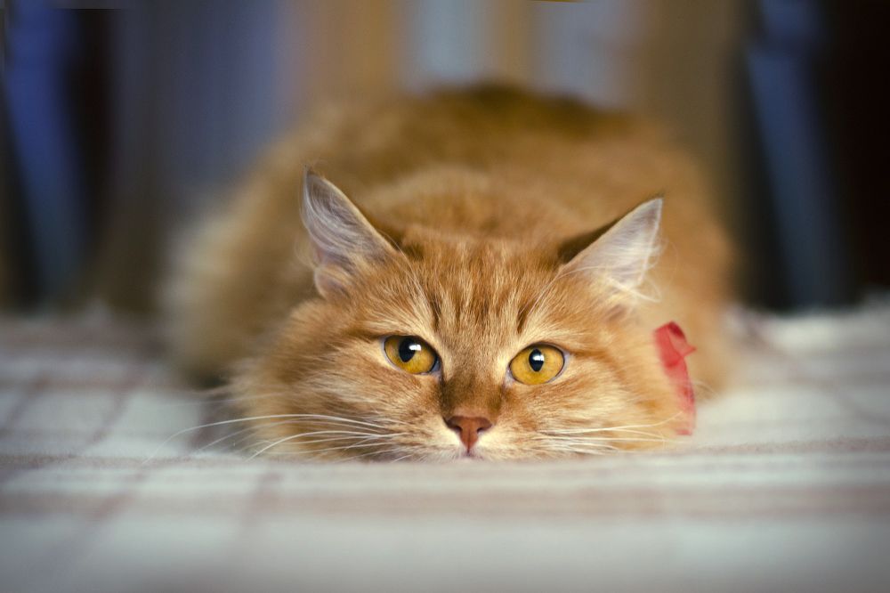 Photograph by Людмила Сиденко