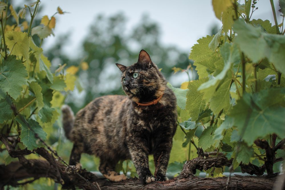 Photograph by Григорий Консевич