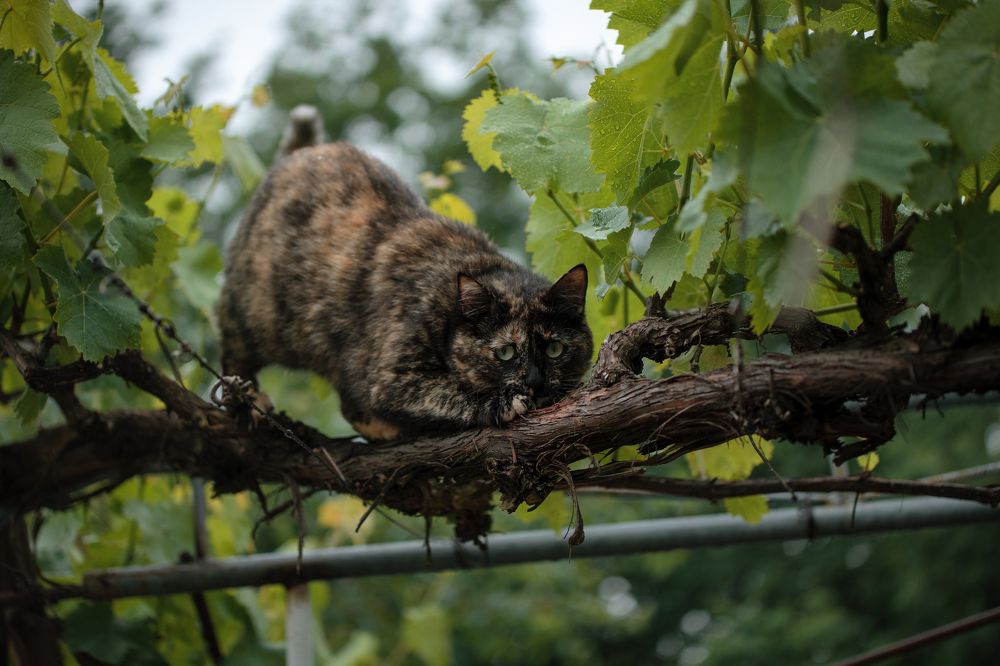 Photograph by Григорий Консевич