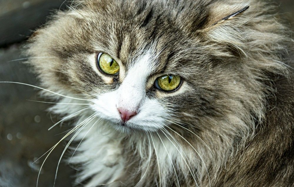 Photograph by Игорь Скорняков