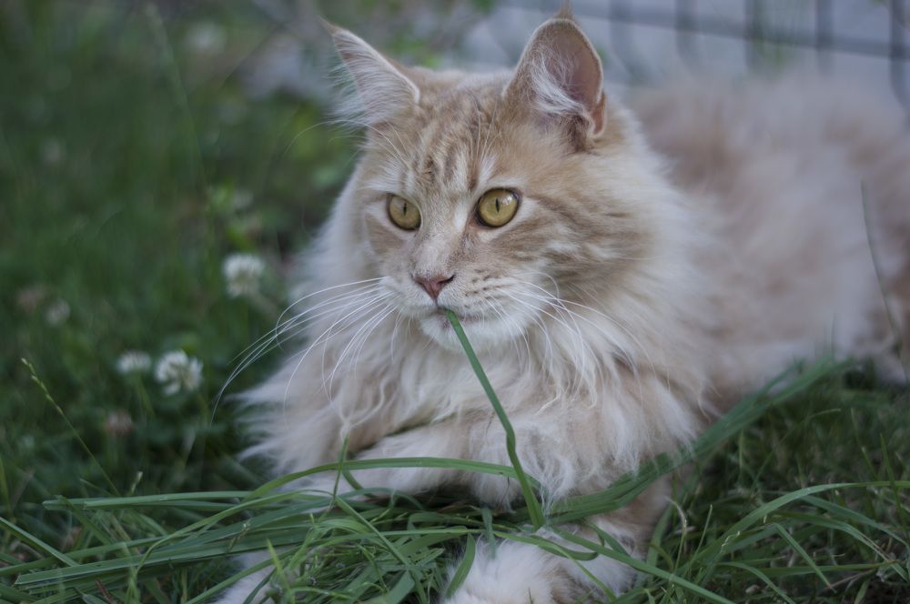 Photograph by Marina Lucenko