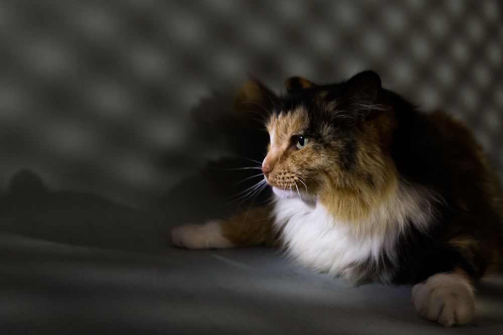 Photograph by Дмитрий Идрисов